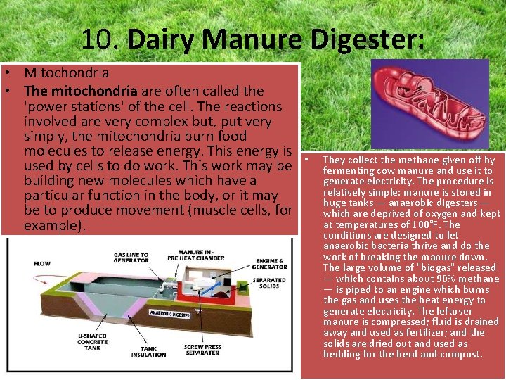 10. Dairy Manure Digester: • Mitochondria • The mitochondria are often called the 'power
