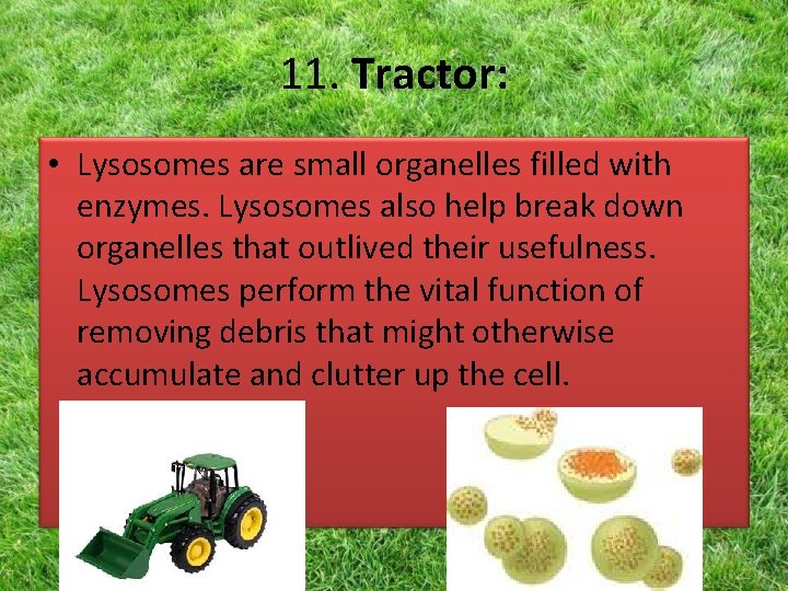 11. Tractor: • Lysosomes are small organelles filled with enzymes. Lysosomes also help break