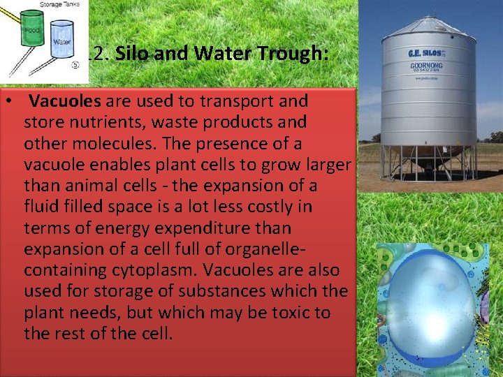 12. Silo and Water Trough: • Vacuoles are used to transport and store nutrients, 12. Silo and Water Trough: • Vacuoles are used to transport and store nutrients,