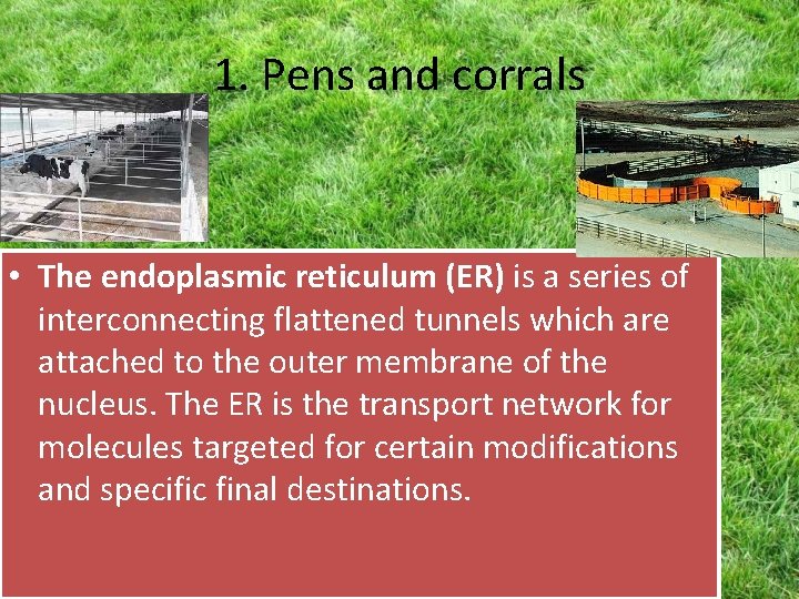 1. Pens and corrals • The endoplasmic reticulum (ER) is a series of interconnecting