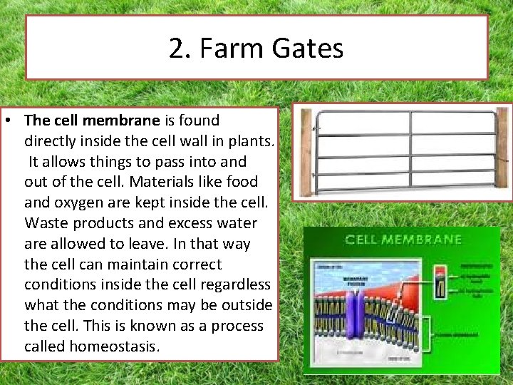 2. Farm Gates • The cell membrane is found directly inside the cell wall