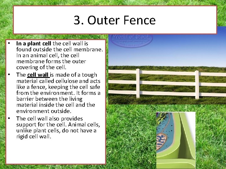 3. Outer Fence • In a plant cell the cell wall is found outside