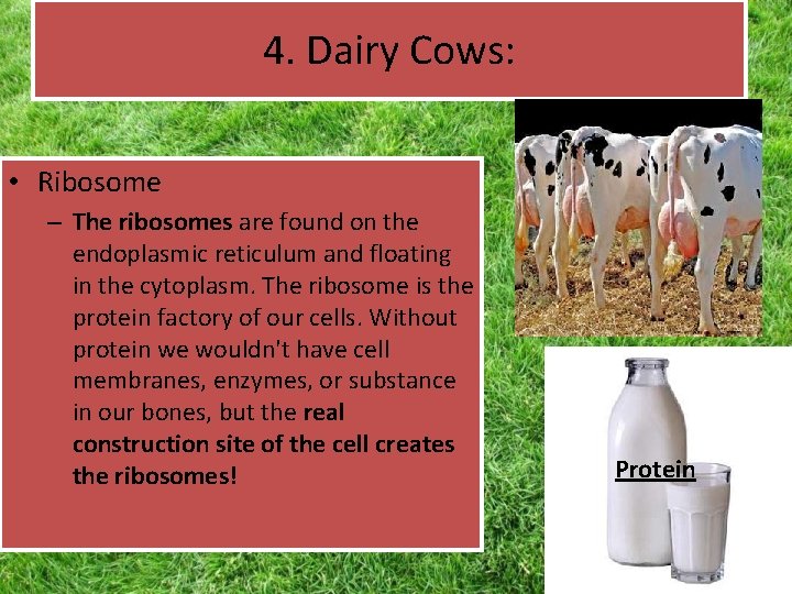 4. Dairy Cows: • Ribosome – The ribosomes are found on the endoplasmic reticulum 4. Dairy Cows: • Ribosome – The ribosomes are found on the endoplasmic reticulum