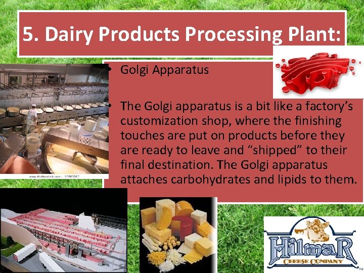 5. Dairy Products Processing Plant: • Golgi Apparatus • The Golgi apparatus is a