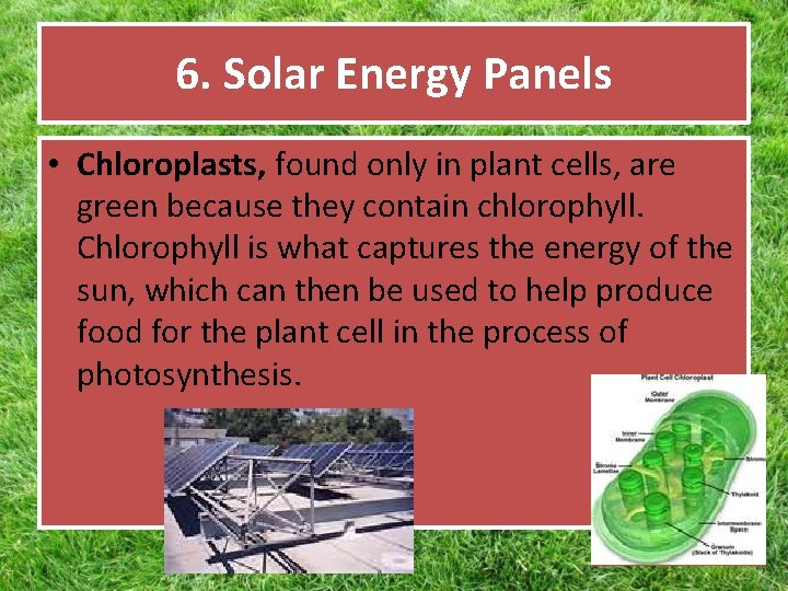 6. Solar Energy Panels • Chloroplasts, found only in plant cells, are green because