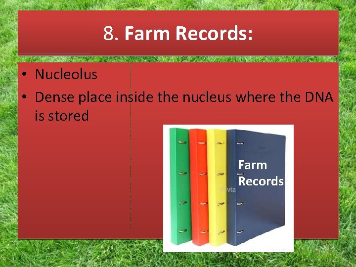 8. Farm Records: • Nucleolus • Dense place inside the nucleus where the DNA