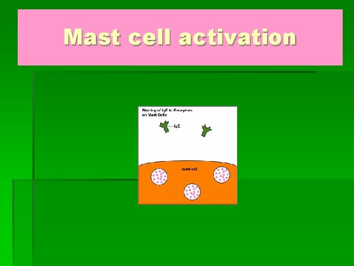 Mast cell activation 