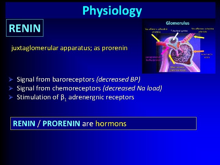 Physiology RENIN juxtaglomerular apparatus; as prorenin Ø Ø Ø Signal from baroreceptors (decreased BP)