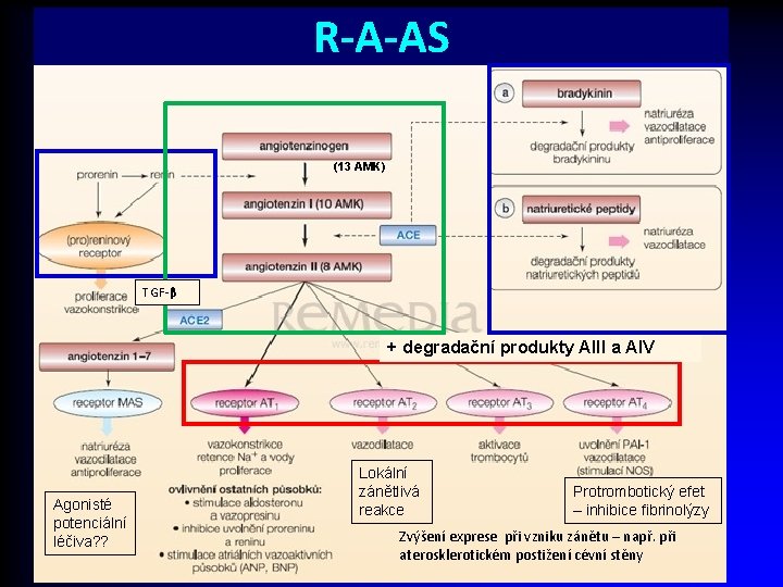 R-A-AS (13 AMK) TGF-β + degradační produkty AIII a AIV Agonisté potenciální léčiva? ?