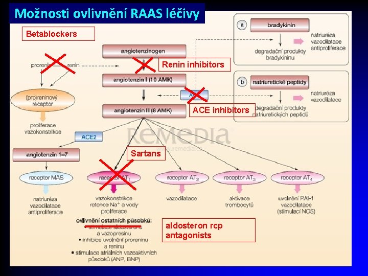 Možnosti ovlivnění RAAS léčivy Betablockers Renin inhibitors ACE inhibitors Sartans aldosteron rcp antagonists 