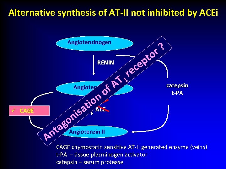 ACEi Alternative synthesis of AT-II not inhibited by ACEi Angiotenzinogen RENIN ü CAGE T