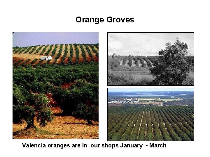 Orange Groves Valencia oranges are in our shops January - March 