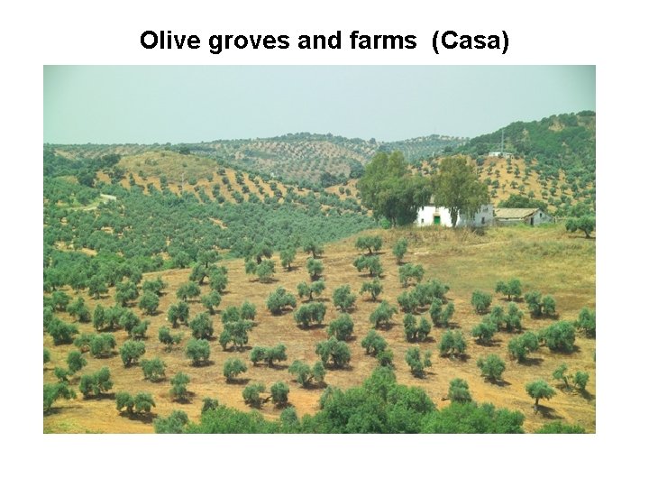 Olive groves and farms (Casa) 