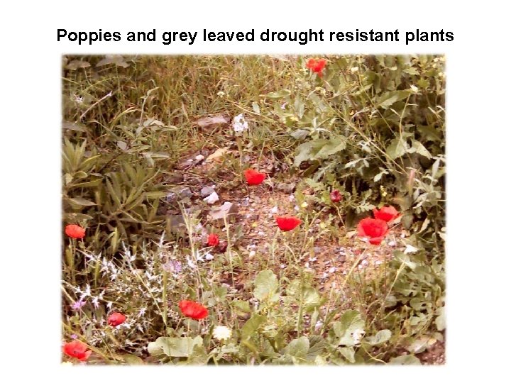 Poppies and grey leaved drought resistant plants 