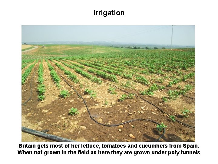 Irrigation Britain gets most of her lettuce, tomatoes and cucumbers from Spain. When not
