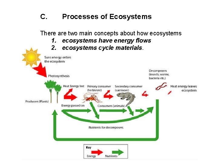 C. Processes of Ecosystems There are two main concepts about how ecosystems 1. ecosystems