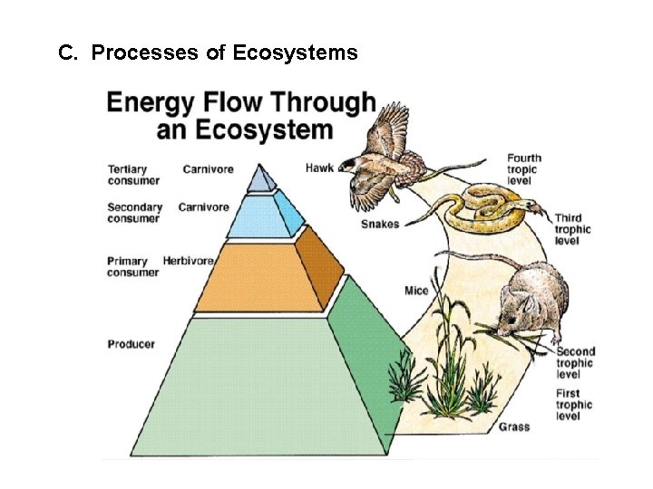 C. Processes of Ecosystems 