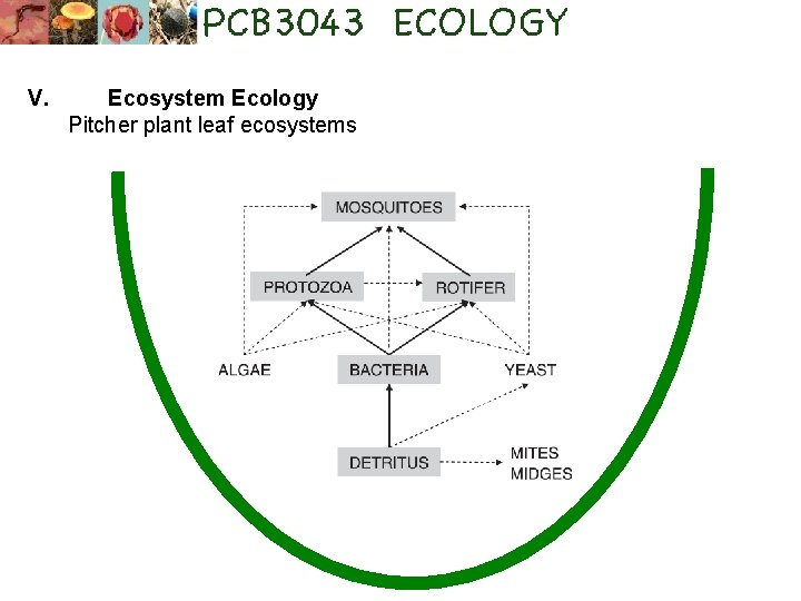 V. Ecosystem Ecology Pitcher plant leaf ecosystems 