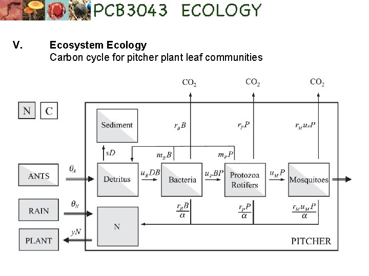 V. Ecosystem Ecology Carbon cycle for pitcher plant leaf communities 