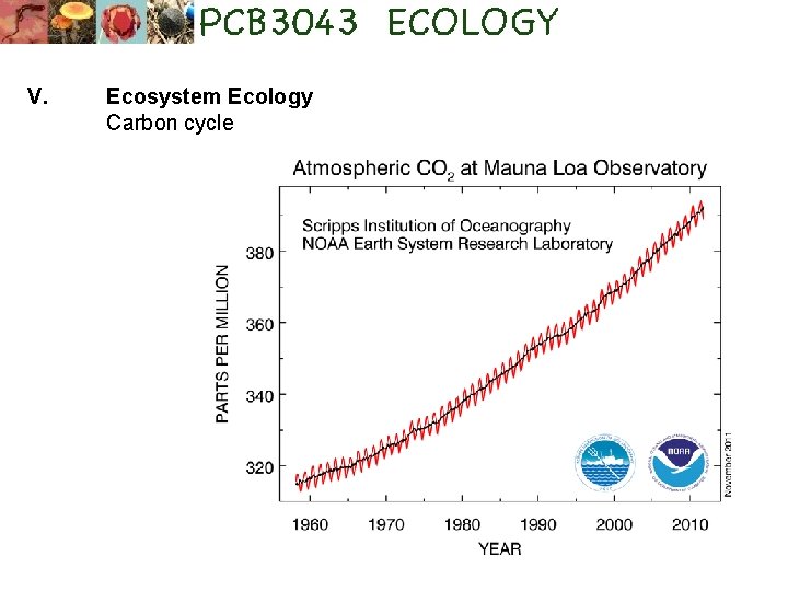 V. Ecosystem Ecology Carbon cycle 