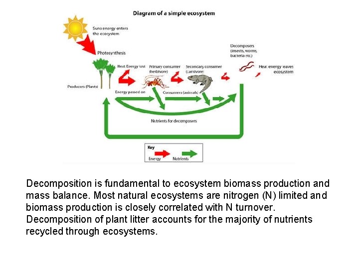 Decomposition is fundamental to ecosystem biomass production and mass balance. Most natural ecosystems are