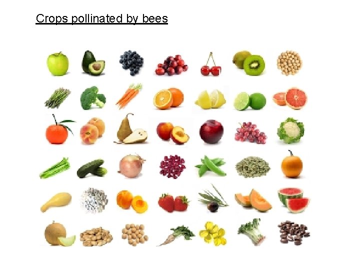 Crops pollinated by bees 