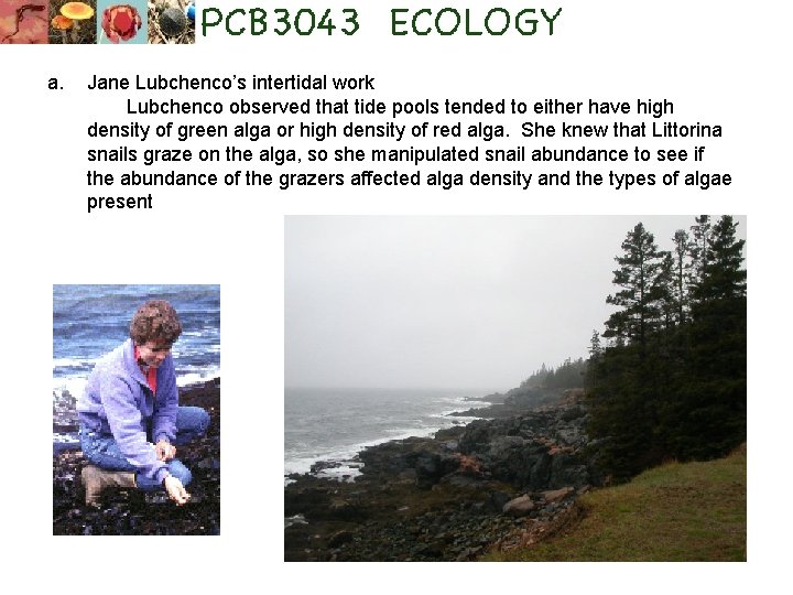 a. Jane Lubchenco’s intertidal work Lubchenco observed that tide pools tended to either have