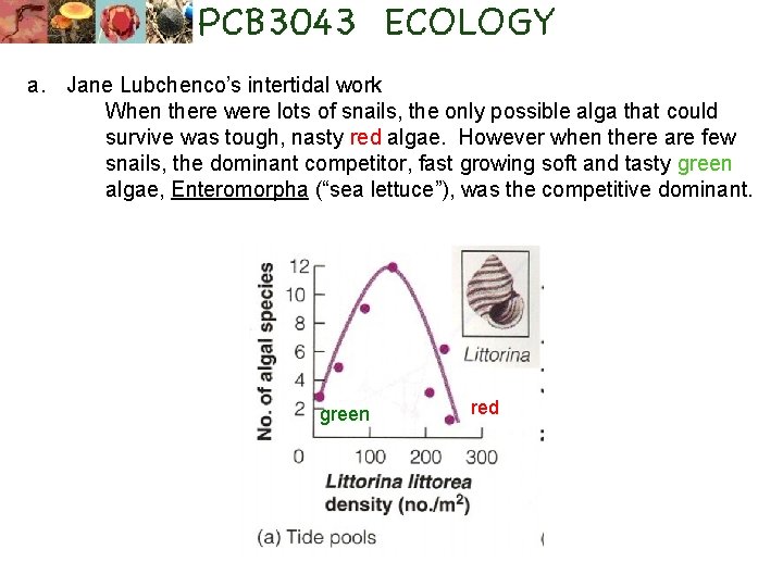 a. Jane Lubchenco’s intertidal work When there were lots of snails, the only possible