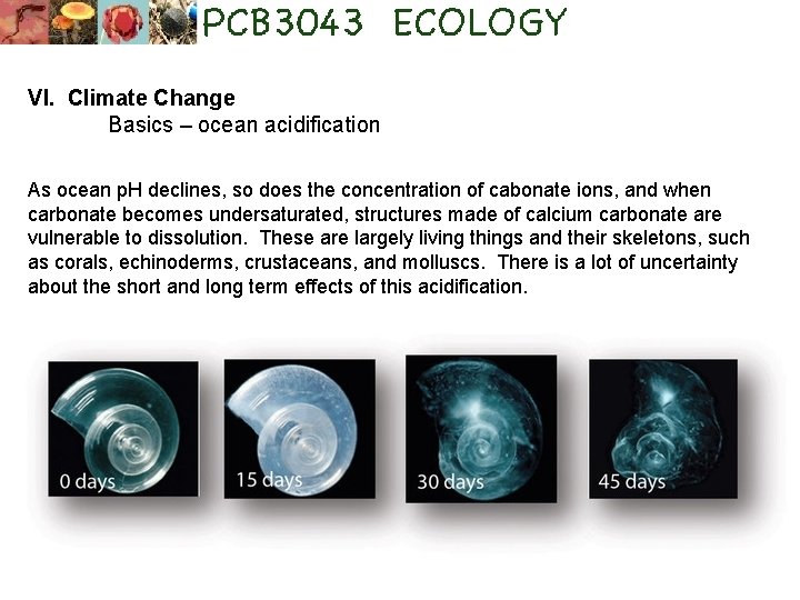 VI. Climate Change Basics – ocean acidification As ocean p. H declines, so does