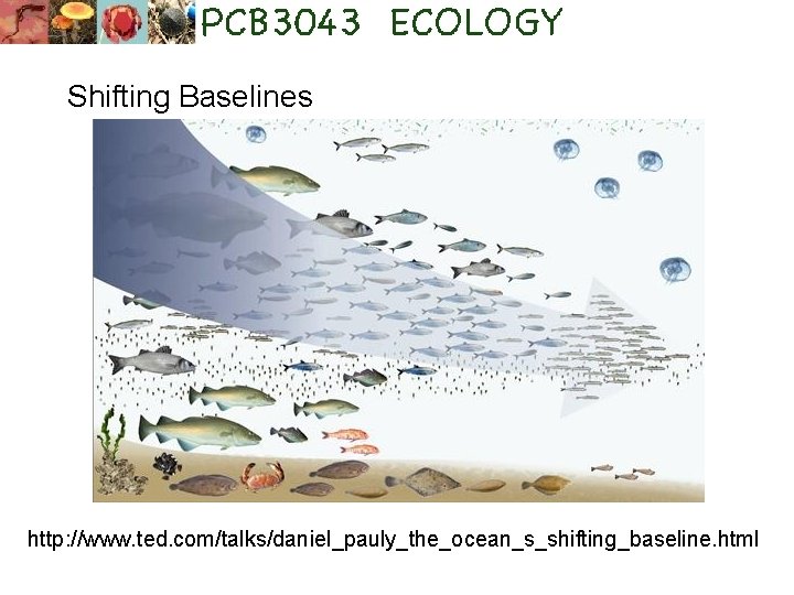 Shifting Baselines http: //www. ted. com/talks/daniel_pauly_the_ocean_s_shifting_baseline. html 