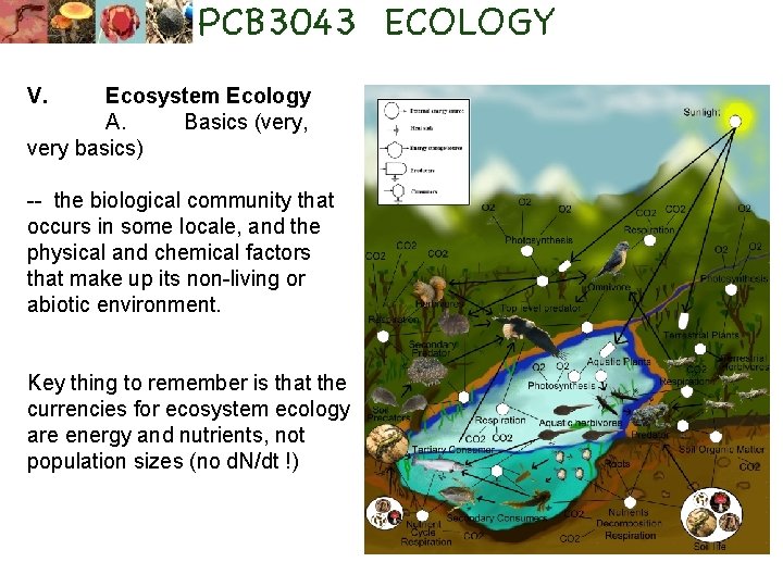 V. Ecosystem Ecology A. Basics (very, very basics) -- the biological community that occurs