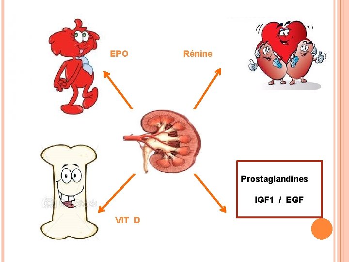 EPO Rénine Prostaglandines IGF 1 / EGF VIT D 