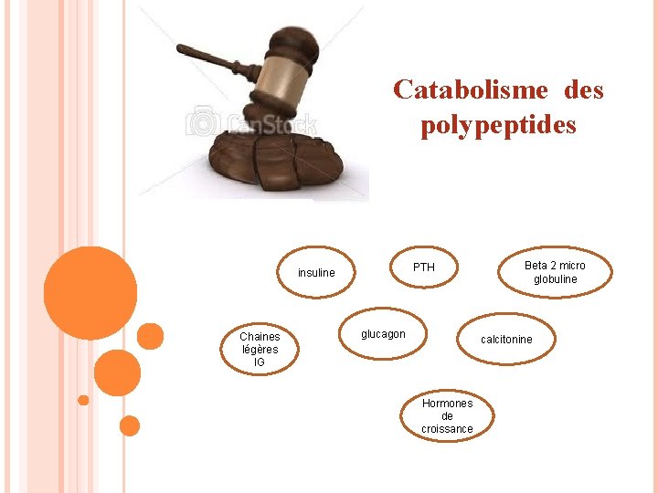 Catabolisme des polypeptides PTH insuline Chaines légères IG glucagon Beta 2 micro globuline calcitonine