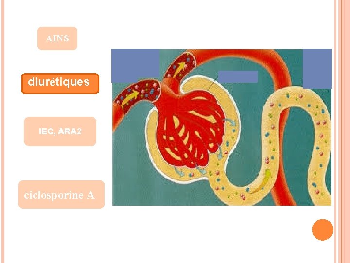  AINS diurétiques IEC, ARA 2 ciclosporine A 