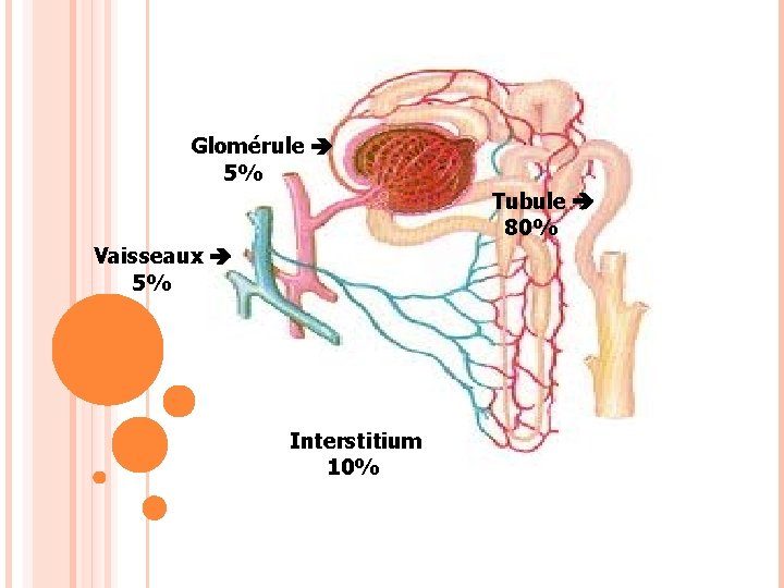 Glomérule 5% Tubule 80% Vaisseaux 5% Interstitium 10% 