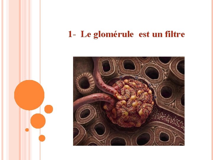 1 - Le glomérule est un filtre 