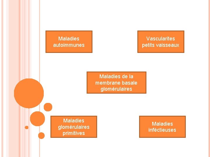 Maladies autoimmunes Vascularites petits vaisseaux Maladies de la membrane basale glomérulaires Maladies glomérulaires primitives