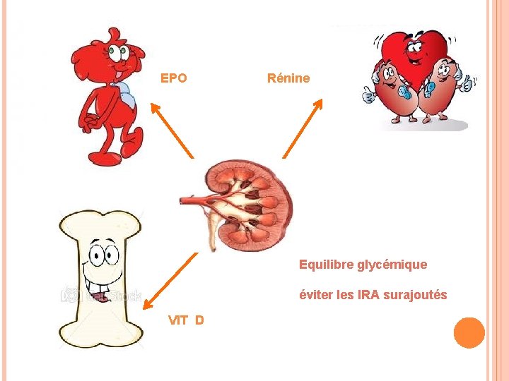 EPO Rénine Equilibre glycémique éviter les IRA surajoutés VIT D 