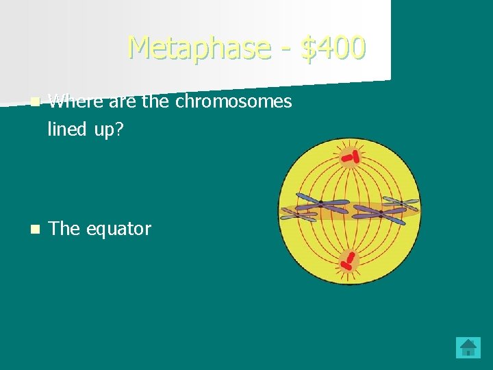 Metaphase - $400 n Where are the chromosomes lined up? n The equator 