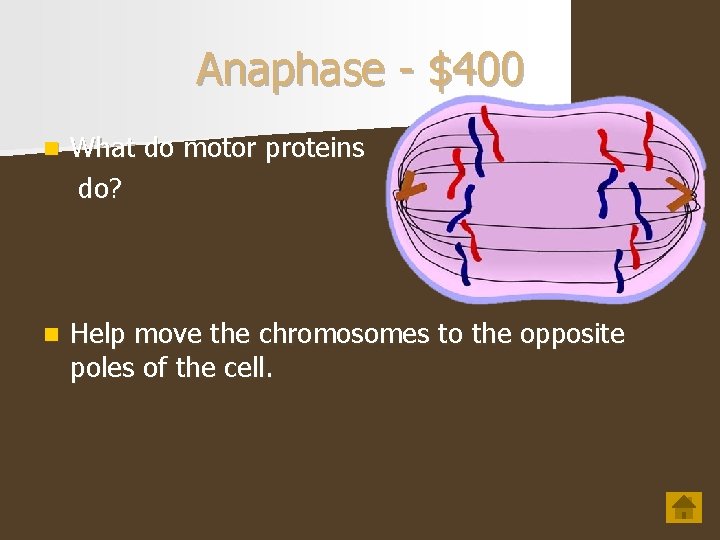 Anaphase - $400 n What do motor proteins do? n Help move the chromosomes