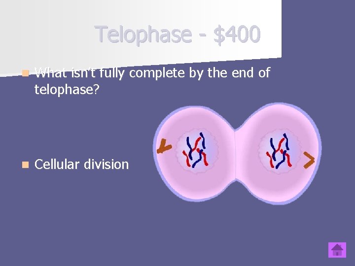 Telophase - $400 n What isn’t fully complete by the end of telophase? n