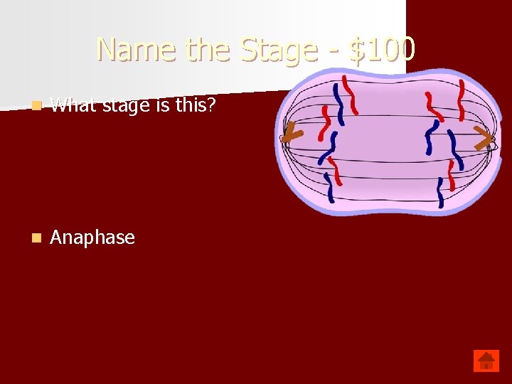 Name the Stage - $100 n What stage is this? n Anaphase 