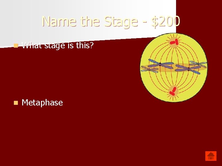 Name the Stage - $200 n What stage is this? n Metaphase 