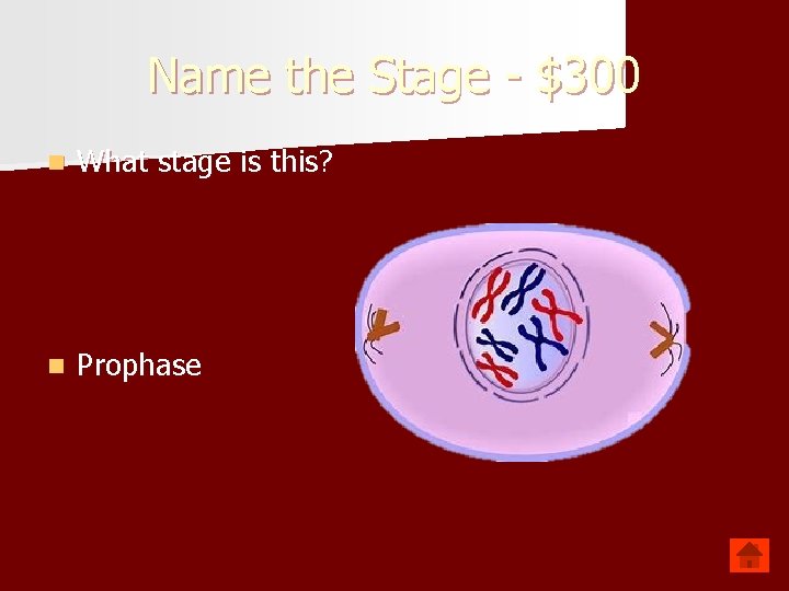 Name the Stage - $300 n What stage is this? n Prophase 