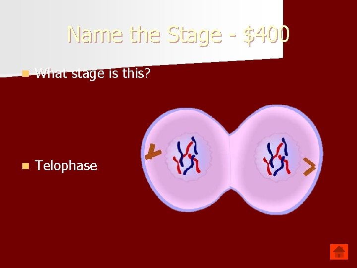 Name the Stage - $400 n What stage is this? n Telophase 