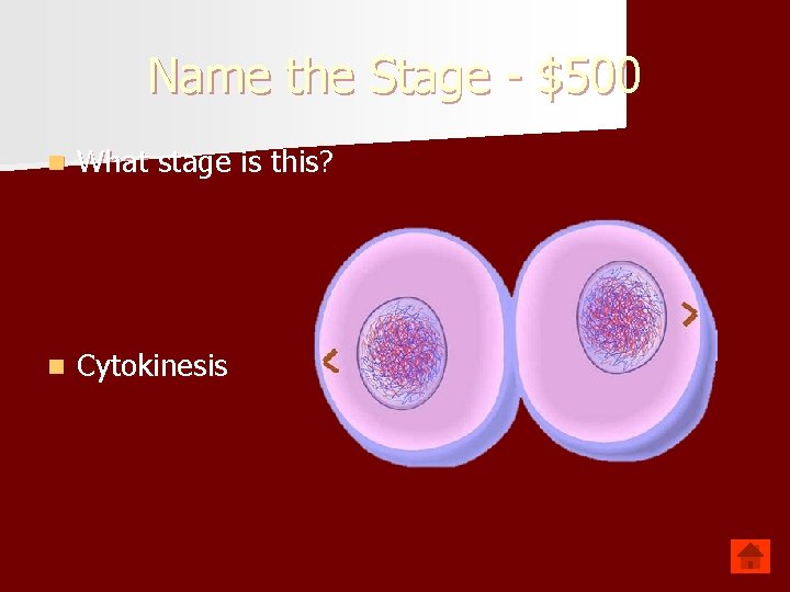 Name the Stage - $500 n What stage is this? n Cytokinesis 