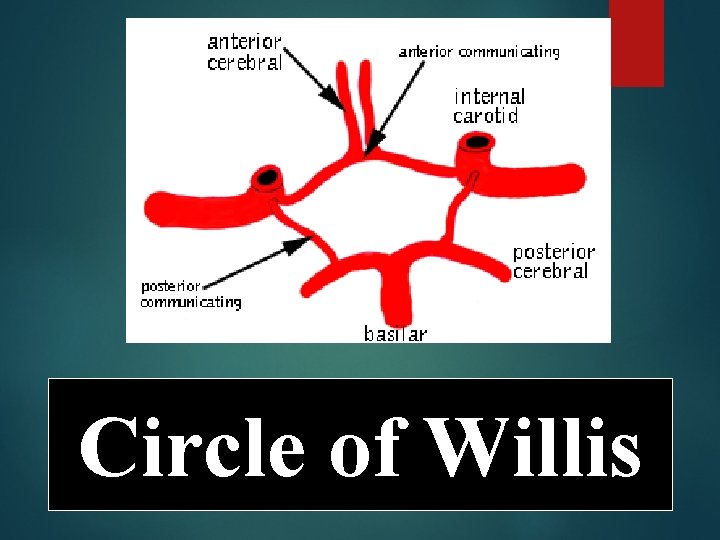 Circle of Willis 