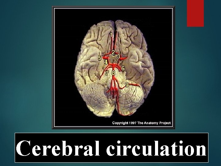 Cerebral circulation 