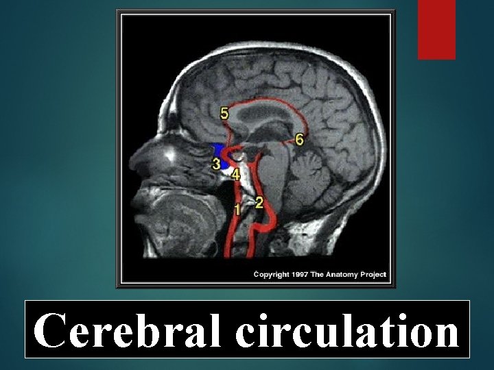Cerebral circulation 