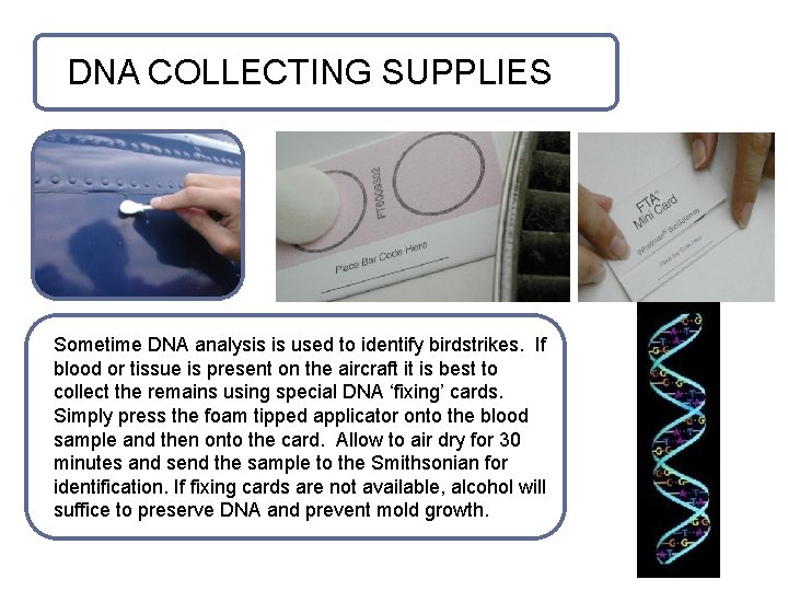 DNA COLLECTING SUPPLIES Sometime DNA analysis is used to identify birdstrikes. If blood or